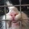 Funny Animals 2 17