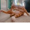 LoveAlkashky 19