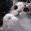 さ kittens :: 17