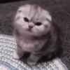 さ kittens :: 18