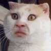 Funny Animals 17