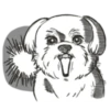 cute dog Maltese 14