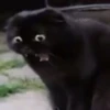 Funny Animals 2 18