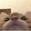 Kittykittykitty :: 19