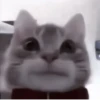 さ kittens :: 22
