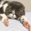 Funny Animals 2 22