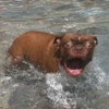 Funny Animals 22
