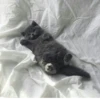 Kittykittykitty :: 22