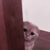 さ kittens :: 23