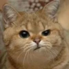 Funny Animals 2 24