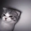 さ kittens :: 25