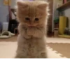 Kittykittykitty :: 24