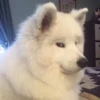 Funny Animals 2 26