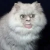 Funny Animals 25