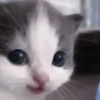 さ kittens :: 27