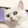 Funny Animals 28
