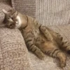 Funny Animals 2 28