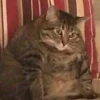 Funny Animals 2 29