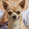 Funny Animals 29