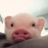 ANIMALITOS 🌟🥹 22