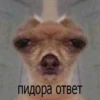 kiski and dogs 29