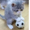 Kittykittykitty :: 27