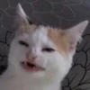 Funny Animals 30