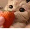 Kittykittykitty :: 28