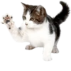 Cats 5