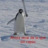 Ahora verai de lo que soi capaz