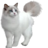 Cats 6