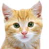 Cats 7