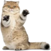 Cats 8