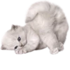 Cats 9