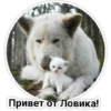 Привет от Ловика!