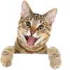 Cats 11