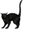 Cats 12