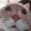 🐈 - kitty `. | @pecjuwr :: 6