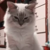 🐈 - kitty `. | @pecjuwr :: 7