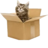 Cats 13