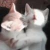 🐈 - kitty `. | @pecjuwr :: 8
