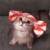 🐈 - kitty `. | @pecjuwr :: 9