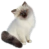 Cats 14