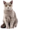 Cats 15