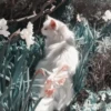 🐈 - kitty `. | @pecjuwr :: 10