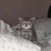🐈 - kitty `. | @pecjuwr :: 11