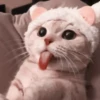 🐈 - kitty `. | @pecjuwr :: 13