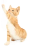 Cats 16