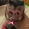 🍌🐒 MONOS 🐒🍌 9