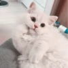 🐈 - kitty `. | @pecjuwr :: 15
